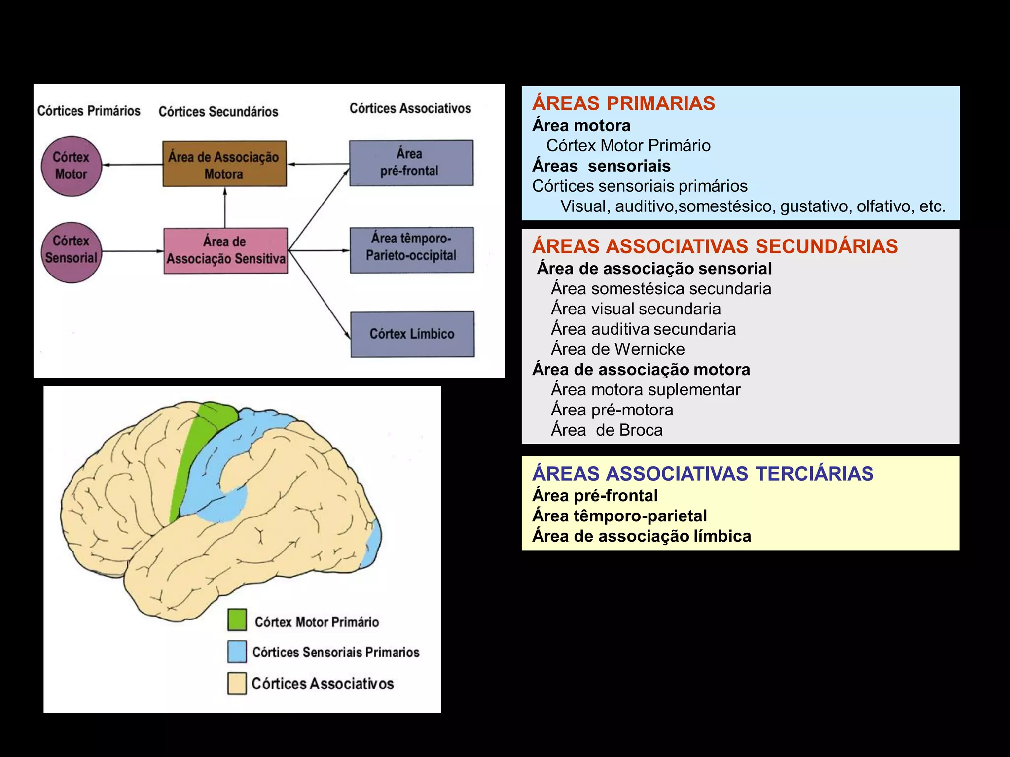 Áreas funcionais do córtex 
ÁREAS PRIMARIAS 
Área motora 
Córtex Motor Primário 
Áreas sensoriais 
Córtices sensoriais primários 
Visual, auditivo,somestésico, gustativo, olfativo, etc. 
ÁREAS ASSOCIATIVAS SECUNDÁRIAS 
Área de associação sensorial 
Área somestésica secundaria 
Área visual secundaria 
Área auditiva secundaria 
Área de Wernicke 
Área de associação motora 
Área motora suplementar 
Área pré-motora 
Área de Broca 
ÁREAS ASSOCIATIVAS TERCIÁRIAS 
Área pré-frontal 
Área têmporo-parietal 
Área de associação límbica 
 