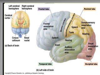 Conteúdo 
Orientação 
Atenção 
Memória 
Pensamento abstrato 
Linguagem 
Gnosias 
Praxias 
Cálculos  