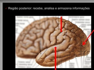  Região posterior: recebe, analisa e armazena informações  