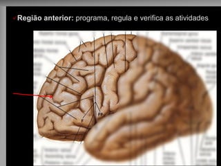 Região anterior: programa, regula e verifica as atividades mentais  