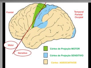 Frontal Temporal 
Parietal 
Occiptal 
Córtex de Projeção MOTOR 
Córtex de Projeção SENSITIVO 
Córtex ASSOCIATIVOS 
Motor 
Sensitivo 
 