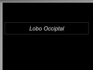 Lobo Occiptal 
 