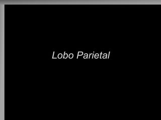 Lobo Parietal 
 