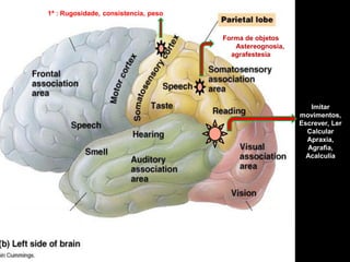 1ª : Rugosidade, consistencia, peso 
Forma de objetos 
Astereognosia, agrafestesia 
Imitar movimentos, 
Escrever, Ler Calcular 
Apraxia, Agrafia, Acalculia  