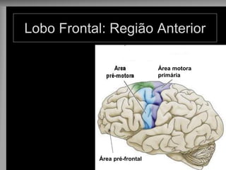 Lobo Frontal: Região Anterior 
Área pré-frontal 
Área motora primária  