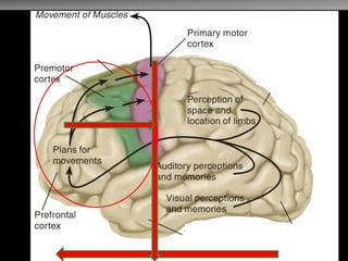 Organización de Corteza Motora  