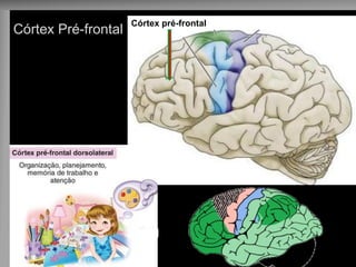 Córtex Pré-frontal 
Córtex pré-frontal  