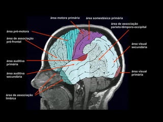 área pré-motora 
área motora primária 
área somestésica primária 
área de associação 
pré-frontal 
área visual 
primária 
área de associação 
parieto-têmporo-occipital 
área visual 
secundária 
área de associação 
límbica 
área auditiva 
primária 
área auditiva 
secundária 
José Salomão Schwartzman  