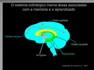 O sistema colinérgico inerva áreas associadas 
com a memória e o aprendizado 
Adaptado de Coyle et al., 1983 
Córtex frontal 
Córtex parietal 
Córtex occipital 
Córtex temporal 
Hipocampo 
Amígdala 
 