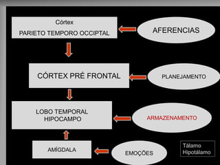 Córtex 
PARIETO TEMPORO OCCIPTAL 
AFERENCIAS 
PLANEJAMENTO 
CÓRTEX PRÉ FRONTAL 
ARMAZENAMENTO 
LOBO TEMPORAL 
HIPOCAMPO 
EMOÇÕES 
AMÍGDALA 
Tálamo 
Hipotálamo  