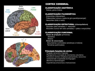 CLASSIFICAÇÃO ANATÔMICA 
Sulcos, giros e lobos 
CLASSIFICAÇÃO FILOGENÉTICA 
Arquicórtex (hipocampo) 
Paleocórtex (uncus e parte do giro-parahipocampal) 
Neocortex (todo o resto) 
CLASSIFICAÇÃO ESTRUTURAL (citoarquitetura) 
Isocortex (seis camadas) = neocortex 
Alocortex (nunca tem seis camadas) = paleo e arquicórtex 
CLASSIFICAÇÃO FUNCIONAL 
Áreas de projeção (primarias) 
Sensitiva 
Motora 
Áreas de associação 
Secundarias (unimodais) sensitivas e motoras 
Terciárias (polimodais) 
Principais funções do córtex 
Projeção sensorial e Cognição 
Planejamento e iniciação de movimentos voluntários 
Processos mentais complexos (pensamento, raciocínio) 
Compreensão e expressão da linguagem 
Memória e Aprendizagem 
Experiências emocionais e motivacionais 
CORTEX CEREBRAL  