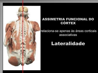 ASSIMETRIA FUNCIONAL DO CÓRTEX relaciona-se apenas às áreas corticais associativas Lateralidade  
