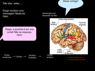 Diogo, a picanha é por sua conta! Não se esqueça, hein! 
Deixa comigo! 
Três dias antes .... 
Diogo recebeu uma mensagem falada da Gabi: 
Ondas mecânicas 
Cóclea 
Núcleos cocleares 
... 
Córtex auditivo 
(O Diogo é destro) 
relacionada com a compreensão da fala 
relacionada com expressão da fala  