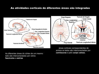 As diferentes áreas do córtex de um mesmo lado são interconectadas por vários fascículos e estrias 
As áreas corticais correspondentes de ambos os lados são interconectadas por comissuras e pelo corpo caloso. 
As atividades corticais de diferentes áreas são integradas  