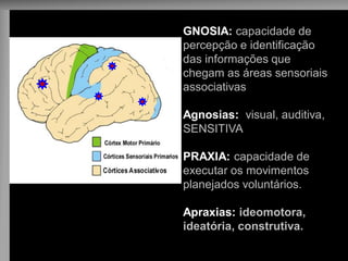 GNOSIA: capacidade de 
percepção e identificação 
das informações que 
chegam as áreas sensoriais 
associativas 
Agnosias: visual, auditiva, 
SENSITIVA 
PRAXIA: capacidade de 
executar os movimentos 
planejados voluntários. 
Apraxias: ideomotora, 
ideatória, construtiva. 
 