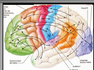 Camadas Corticais Tipos de Neurônios Diferentes Funções  