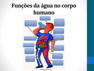 Funções da água no corpo 
humano 
 