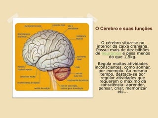 O cérebro situa-se no
interior da caixa craniana.
Possui mais de dez bilhões
de neurônios e pesa menos
do que 1,5kg.
Regula muitas atividades
inconscientes, como sonhar,
por exemplo. Ao mesmo
tempo, destaca-se por
regular atividades que
requerem o máximo da
consciência: aprender,
pensar, criar, memorizar
etc...
O Cérebro e suas funções
 