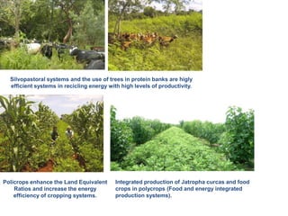 Silvopastoral systems and the use of trees in protein banks are higly 
efficient systems in recicling energy with high levels of productivity. 
Policrops enhance the Land Equivalent 
Ratios and increase the energy 
efficiency of cropping systems. 
Integrated production of Jatropha curcas and food 
crops in polycrops (Food and energy integrated 
production systems). 
 