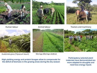 Human labour Animal labour Tractors and machinery 
Guatemala grass (Tripsacum laxum) Moringa (Moringa oleifera) 
High yielding energy and protein forages allow to compensate for 
the deficit of biomass in the grazing areas during the dry season 
Participatory selected plant 
materials have demonstrated are 
more adapted to droughts and 
need less energy inputs 
 