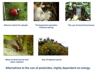 Natural control for aphyds Trichogramma parasites 
Cassava spring 
The use of sexual foromones 
Wasp controls larvae that 
atacs soybean 
Use of repelent plants 
Alternatives to the use of pesticides, highly dependent on energy. 
 