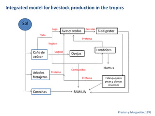 Integrated model for livestock production in the tropics 
Sol 
Caña de 
azúcar 
Arboles 
forrajeros 
Cosechas 
Jugo 
Aves y cerdos 
Excretas 
Biodigestor 
FAMILIA 
Lombrices 
Humus 
Estanque para 
peces y plantas 
acuáticas 
Ovejas 
Tallo 
bagazo 
Cogollo 
Proteína 
Proteína 
Proteína 
Combustible 
Preston y Murgueitio, 1992 
 