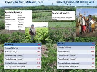 Cayo Piedra farm, Matanzas, Cuba Del Medio farm, Sancti Spíritus, Cuba 
Agrobiodiversity 
Coconut Corn 
Banana Tomatoes 
Sweet potatoes Potatoes 
Taro Pepper 
Cabbage Papaya 
Beans Onion 
Carrot Pigs 
Area (ha) 40 
Energy (GJ/ha/yr) 90 
Protein (kg/ha/yr) 318 
People fed/ha/yr (energy) 21 
People fed/ha/yr (protein) 12,5 
Energy efficiency (output/input) 11,2 
Land Equivalent Ratio (LER) 1,67 
Agrobiodiversity 
> 200 plant, animal and tree 
species 
Area (ha) 10 
Energy (GJ/ha/yr) 50,6 
Protein (kg/ha/yr) 434 
People fed/ha/yr (energy) 11 
People fed/ha/yr (protein) 17 
Energy efficiency (output/input) 30 
Land Equivalent Ratio (LER) 1.37 
 