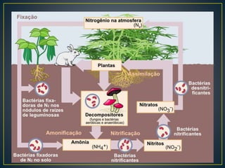 • Fundamental para a vida na terra (Ciclo do Nitrogênio);
presente no ar, no vegetais, nos animais e nas bactérias
presentes no solo.
 
