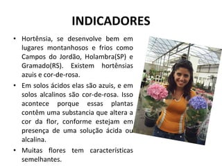INDICADORES Hortênsia, se desenvolve bem em lugares montanhosos e frios como Campos do Jordão, Holambra(SP) e Gramado(RS). Existem hortênsias azuis e cor-de-rosa.  Em solos ácidos elas são azuis, e em solos alcalinos são cor-de-rosa. Isso acontece porque essas plantas contêm uma substancia que altera a cor da flor, conforme estejam em presença de uma solução ácida ou alcalina.  Muitas flores tem características semelhantes. 