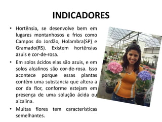INDICADORES
• Hortênsia, se desenvolve bem em
lugares montanhosos e frios como
Campos do Jordão, Holambra(SP) e
Gramado(RS). Existem hortênsias
azuis e cor-de-rosa.
• Em solos ácidos elas são azuis, e em
solos alcalinos são cor-de-rosa. Isso
acontece porque essas plantas
contêm uma substancia que altera a
cor da flor, conforme estejam em
presença de uma solução ácida ou
alcalina.
• Muitas flores tem características
semelhantes.
 