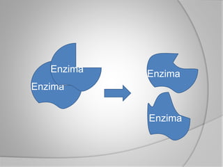 Enzima
Enzima Enzima
Enzima
 