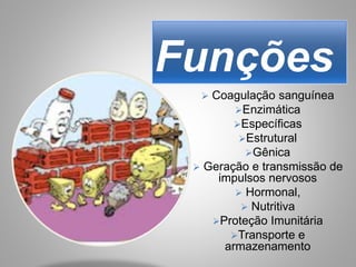Funções
 Coagulação sanguínea
Enzimática
Específicas
Estrutural
Gênica
 Geração e transmissão de
impulsos nervosos
 Hormonal,
 Nutritiva
Proteção Imunitária
Transporte e
armazenamento
 
