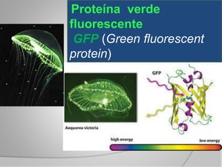 Proteína verde
fluorescente
GFP (Green fluorescent
protein)
 