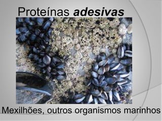 Proteínas adesivas
Mexilhões, outros organismos marinhos
 