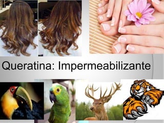 Queratina: Impermeabilizante
 