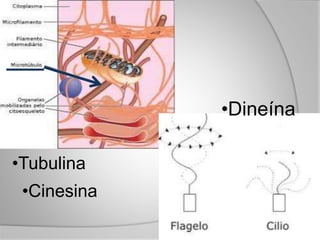 •Cinesina
•Tubulina
•Dineína
 