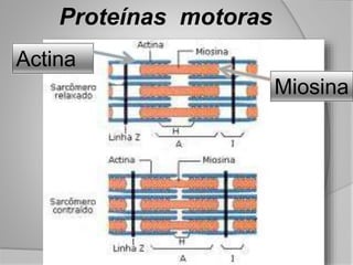 Proteínas motoras
Actina
Miosina
 