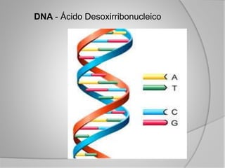 DNA - Ácido Desoxirribonucleico
 