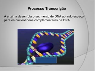 Processo Transcrição
A enzima desenrola o segmento de DNA abrindo espaço
para os nucleotídeos complementares de DNA.
 