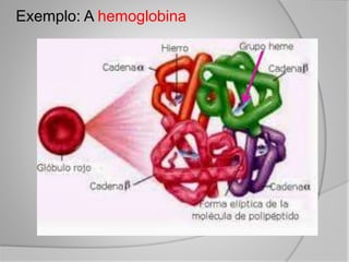 Exemplo: A hemoglobina
 