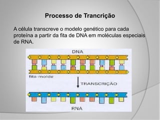 Processo de Trancrição
A célula transcreve o modelo genético para cada
proteína a partir da fita de DNA em moléculas especiais
de RNA.
 