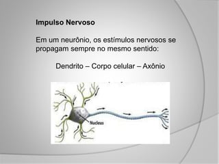 Impulso Nervoso
Em um neurônio, os estímulos nervosos se
propagam sempre no mesmo sentido:
Dendrito – Corpo celular – Axônio
 