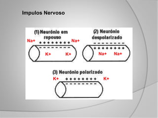 Impulos Nervoso
Na+ Na+
K+ K+
Na+ Na+
K+ K+
 