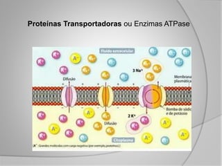 Proteínas Transportadoras ou Enzimas ATPase
 