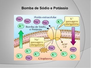Bomba de Sódio e Potássio
 