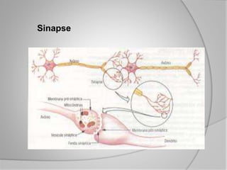 Sinapse
 