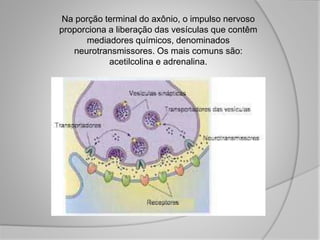 Na porção terminal do axônio, o impulso nervoso
proporciona a liberação das vesículas que contêm
mediadores químicos, denominados
neurotransmissores. Os mais comuns são:
acetilcolina e adrenalina.
 