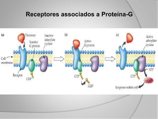 Receptores associados a Proteína-G
 