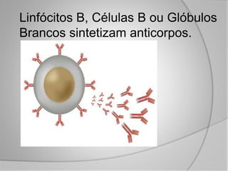 Linfócitos B, Células B ou Glóbulos
Brancos sintetizam anticorpos.
 