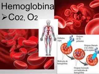 Hemoglobina
Co2, O2
 
